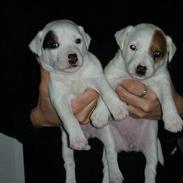Parson russell terrier FANNY