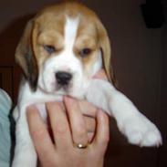 Beagle Amy