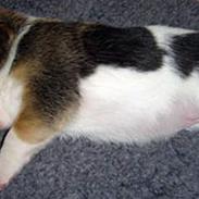 Beagle Amy