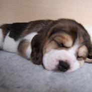 Beagle Amy