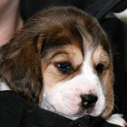 Beagle Amy