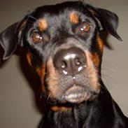 Rottweiler Sally