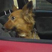 Blanding af racer Lady