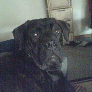 Bullmastiff Tarzan R.I.P. =(