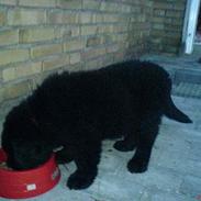 Newfoundlænder Rambo