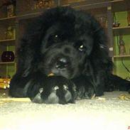 Newfoundlænder Rambo