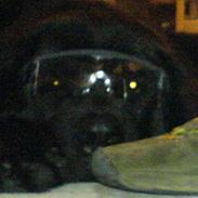 Newfoundlænder Rambo