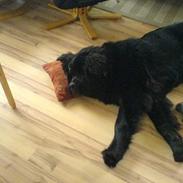 Newfoundlænder Rambo