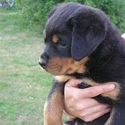 Rottweiler Kenzo