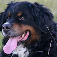 Berner sennenhund Bellis