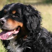 Berner sennenhund Bellis