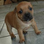 Staffordshire bull terrier Bailey