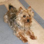 Australian silky terrier nadia