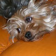 Australian silky terrier nadia