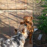 Australian silky terrier nadia