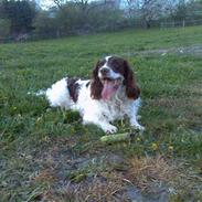 Engelsk springer spaniel Balder