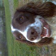 Engelsk springer spaniel Balder