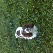 Engelsk springer spaniel Balder