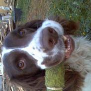 Engelsk springer spaniel Balder