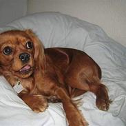 Cavalier king charles spaniel Donna