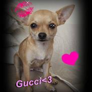 Chihuahua Gucci Baby<3