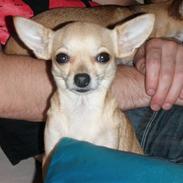 Chihuahua Gucci Baby<3