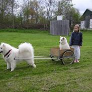 Samojedhund LIMBO