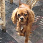 Cavalier king charles spaniel Donna