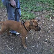 Amerikansk staffordshire terrier kuda
