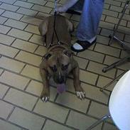 Amerikansk staffordshire terrier kuda