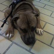 Amerikansk staffordshire terrier kuda