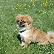 Tibetansk spaniel Bobby