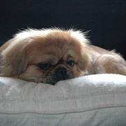 Tibetansk spaniel Bobby