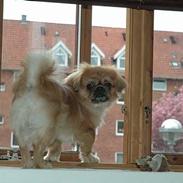 Tibetansk spaniel Bobby