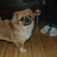 Tibetansk spaniel Bobby