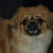 Tibetansk spaniel Bobby