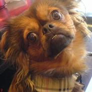 Blanding af racer Bailey