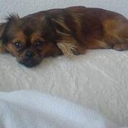 Blanding af racer Bailey