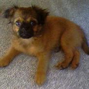 Blanding af racer Bailey