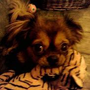 Blanding af racer Bailey