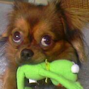 Blanding af racer Bailey