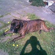 Boerboel majestic rock