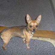Chihuahua Cato