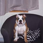 Engelsk bulldog Chester