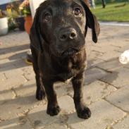 Labrador retriever (Formel 1) Buddy