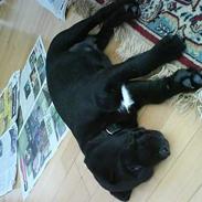 Labrador retriever (Formel 1) Buddy