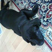 Labrador retriever (Formel 1) Buddy