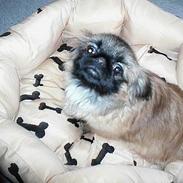 Pekingeser Coca