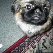 Pekingeser Coca