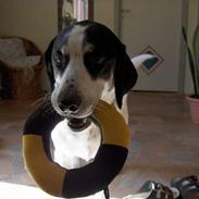 Blanding af racer Laban R.I.P.